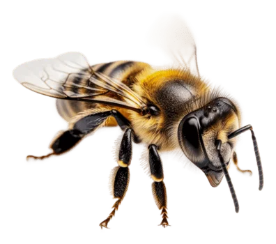 abeja